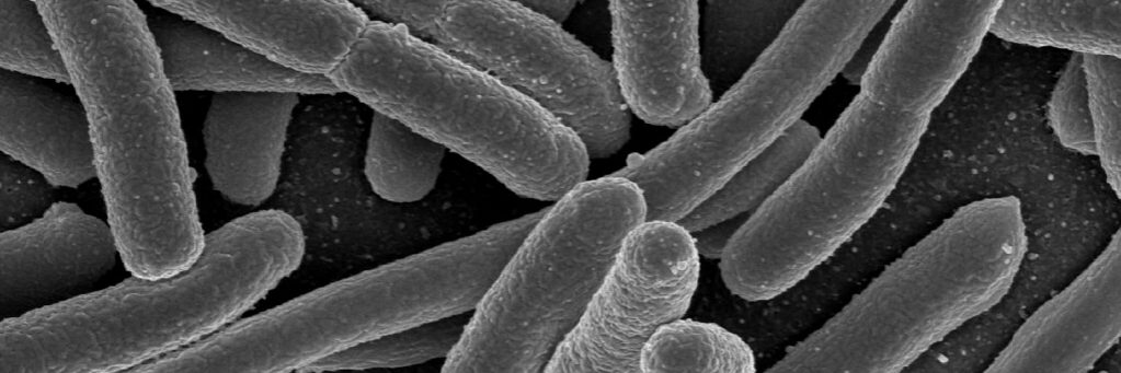 E Coli is a common antibiotic resistant bacteria of concern.