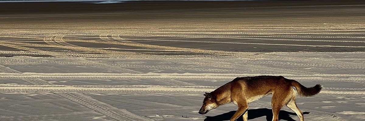 A dingo on K'gari (Fraser Island)
