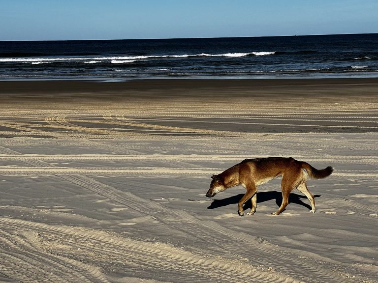 A dingo on K'gari (Fraser Island)
