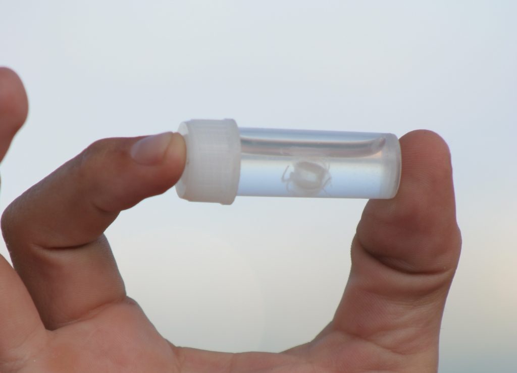 Deadly Irukandji jellyfish