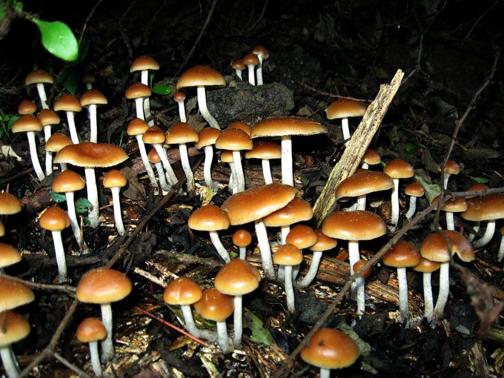 Psilocybe allenii