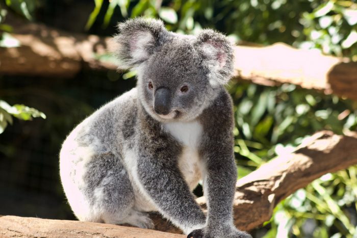 Thousands more hectares have been secured in NSW for koala habitat