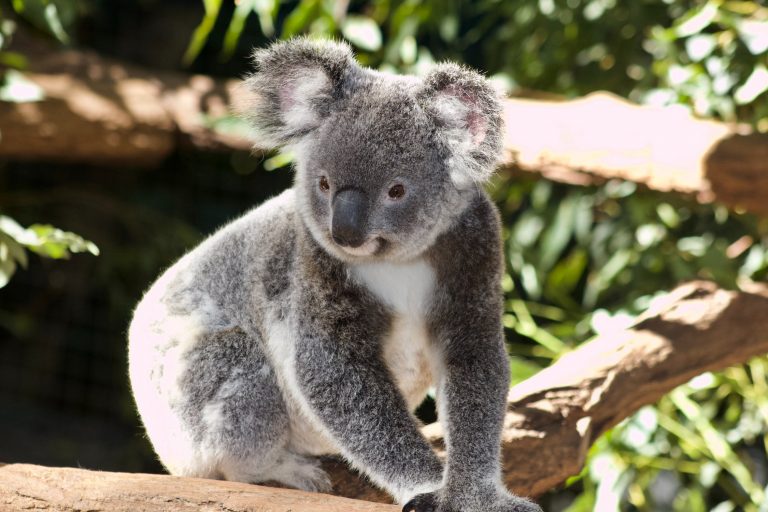 Thousands more hectares have been secured in NSW for koala habitat