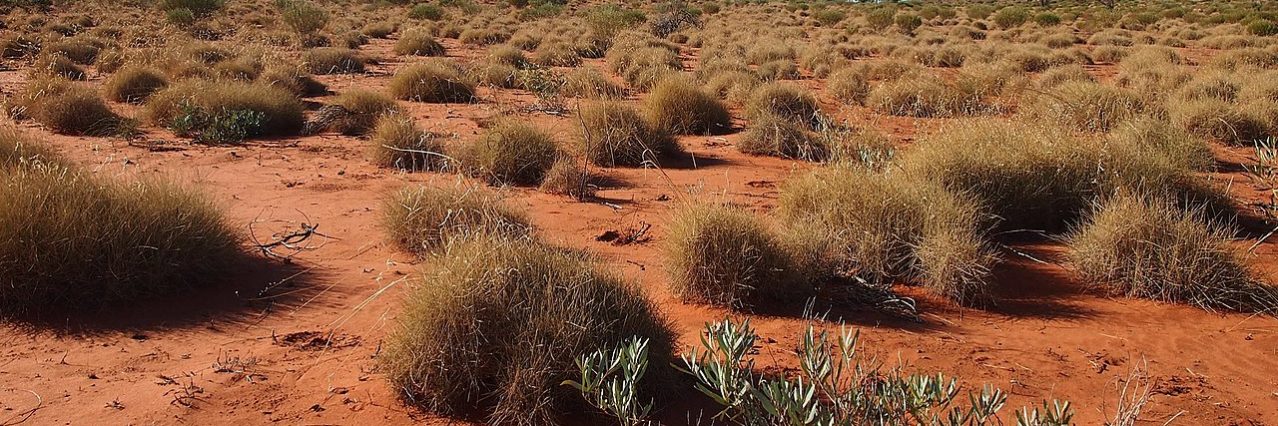 Spinifex grass in remote Australia