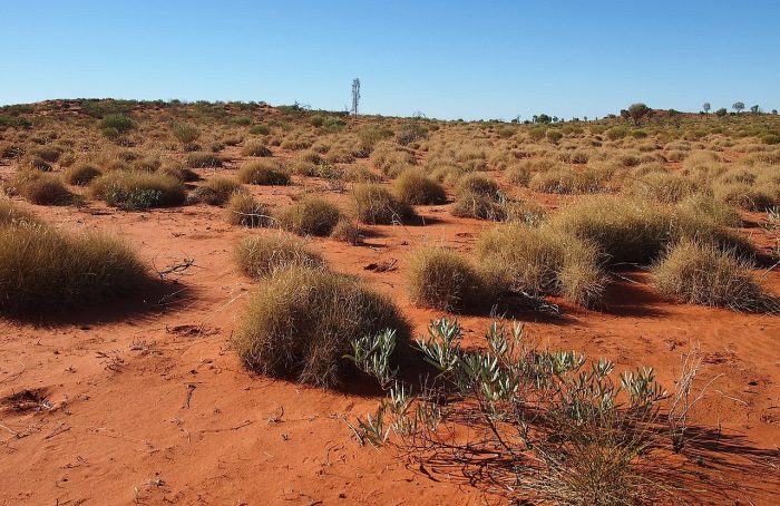 Spinifex grass in remote Australia
