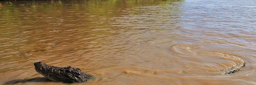 An Australian saltwater crocodile moves through murky waters, as in Burketown