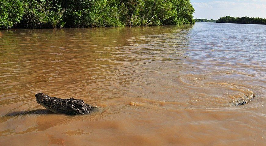 An Australian saltwater crocodile moves through murky waters, as in Burketown