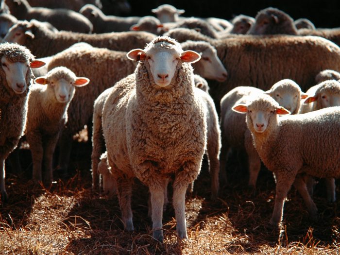 A flock of sheep - one species vulnerable to foot and mouth disease.