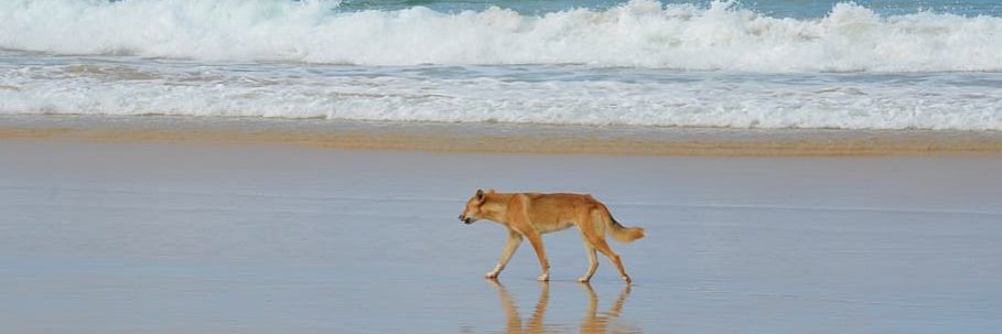 Visitors and residents are being urged to slow down and drive carefully after another wongari (dingo) has been found dead on K'gari