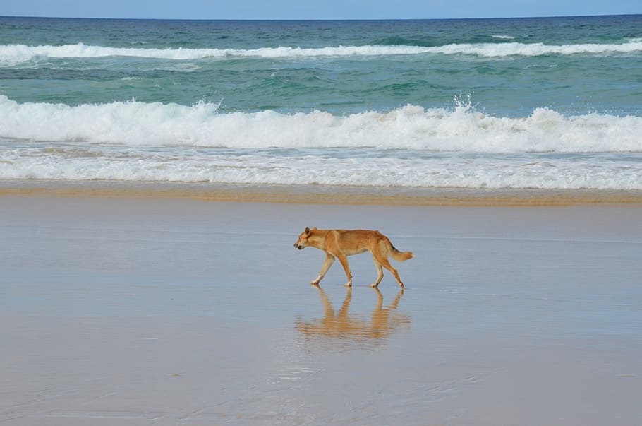 Visitors and residents are being urged to slow down and drive carefully after another wongari (dingo) has been found dead on K'gari