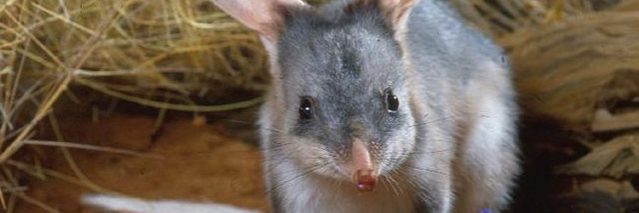 Greater Bilby populations double according to national wildlife census. 