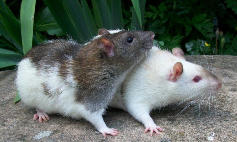 Two mice standing together