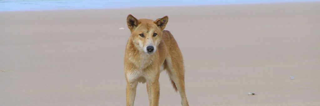 One of the famous K'gari (Fraser Island) dingoes - a protected population.