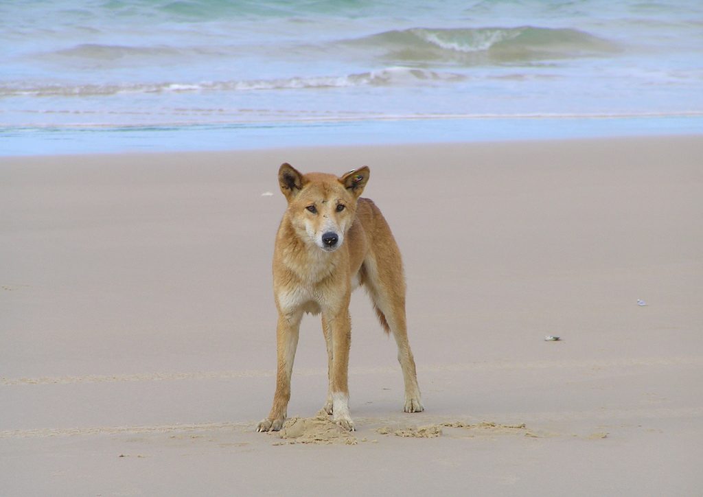 One of the famous K'gari (Fraser Island) dingoes - a protected population.