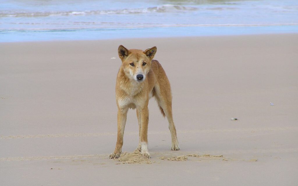 One of the famous K'gari (Fraser Island) dingoes - a protected population.