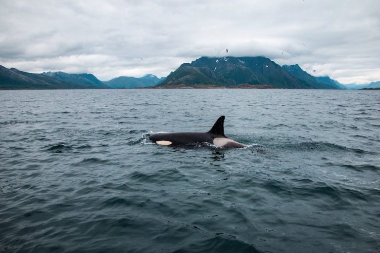 Orcas/killer whales photographed in Nordland, Norway.