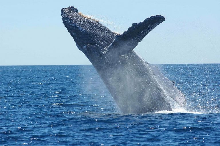 Record number of whales sighted off NSW coast