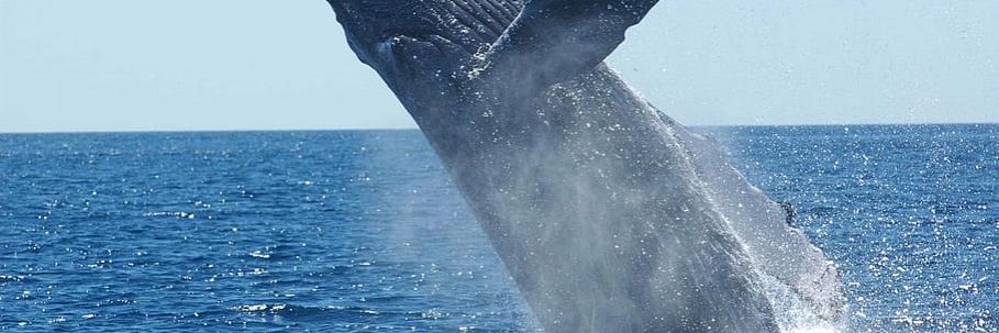 Record number of whales sighted off NSW coast