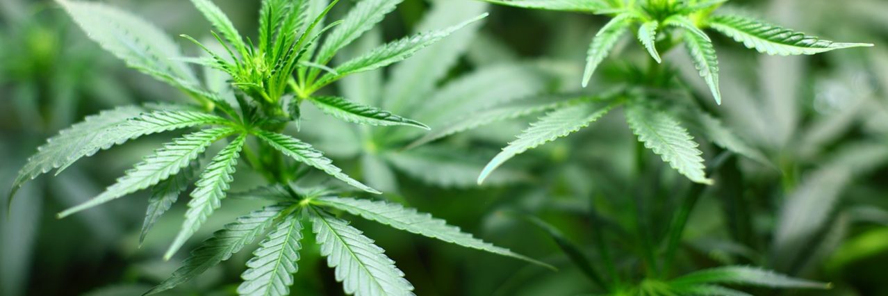A study has revealed that Aboriginal adults are far more likely to be charged when in possession of cannabis than non-Aboriginal adults.