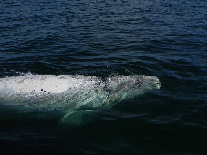A possible white humpback whale has been spotted off the coast of NSW