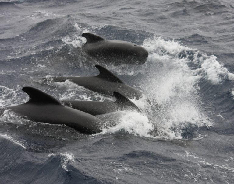 Long-finned Pilot Whales in the Goban Spur, offshore Ireland.