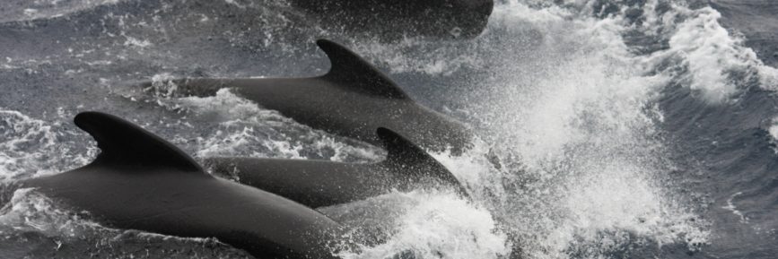 Long-finned Pilot Whales in the Goban Spur, offshore Ireland.