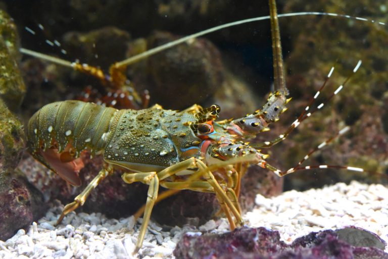 Man brings home live lobster from supermarket to raise as pet.