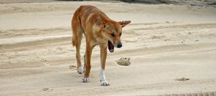 A dingo on a K'gari beach (Fraser Island).