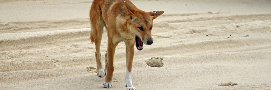 A dingo on a K'gari beach (Fraser Island).