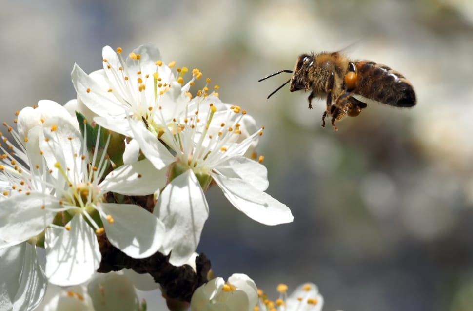 As the varroa mite continues to spread, beekeepers want answers