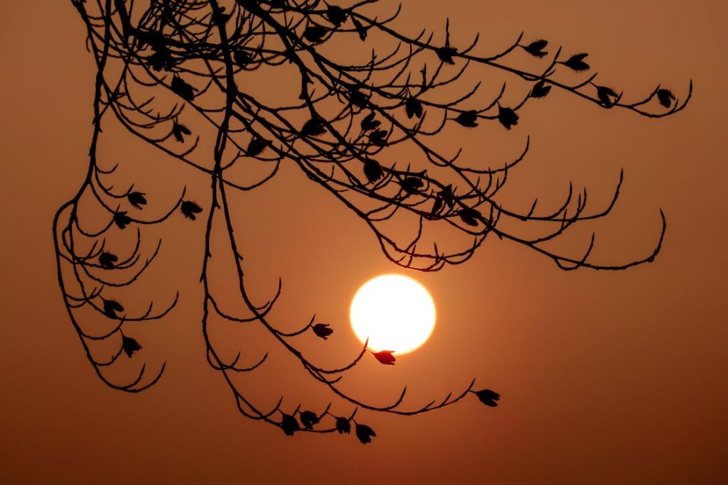 Large swathes of the northern hemisphere are suffering under extreme heatwaves.