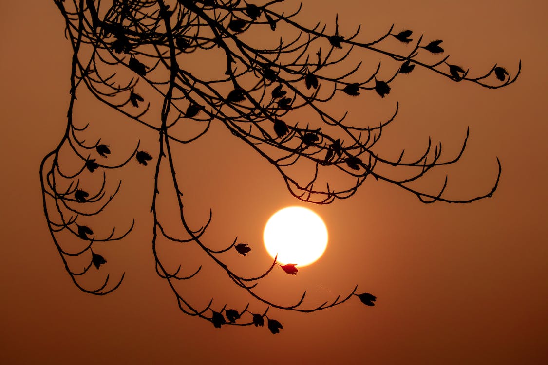 Large swathes of the northern hemisphere are suffering under extreme heatwaves.