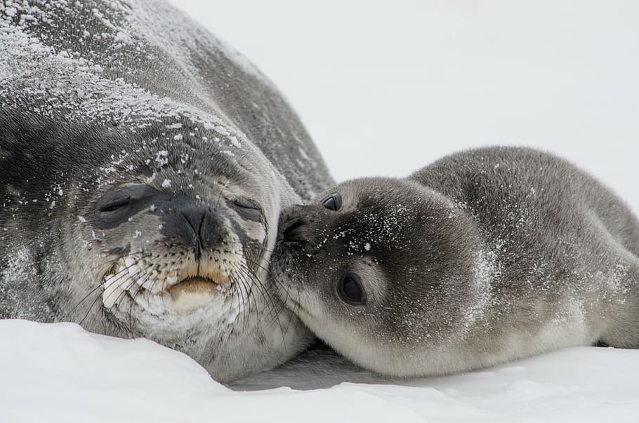 Sea ice in Antarctica provides vital habitat for animals