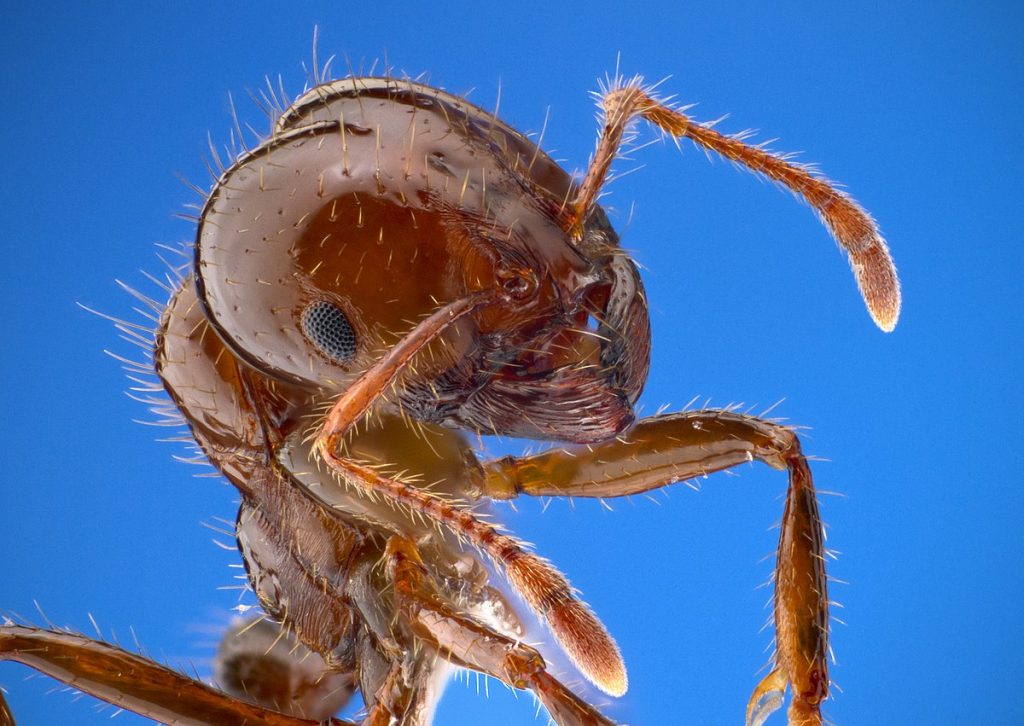 Fire ants are winning battle against eradication due to funding delays.