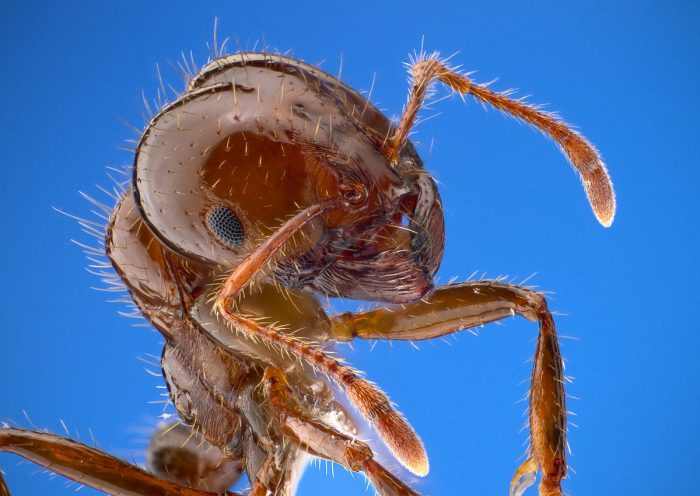 Fire ants are winning battle against eradication due to funding delays.