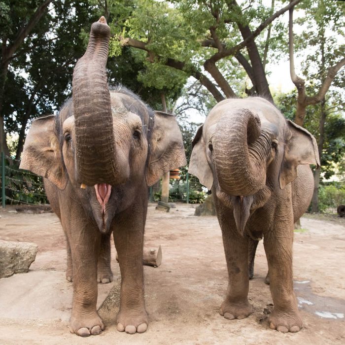 Monarto Safari Park has launched a plan to give Perth’s last two remaining elephants a new home.