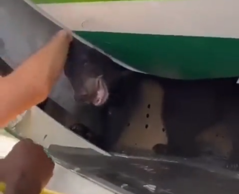 A bear peering from a cargo hold door after escaping its crate.