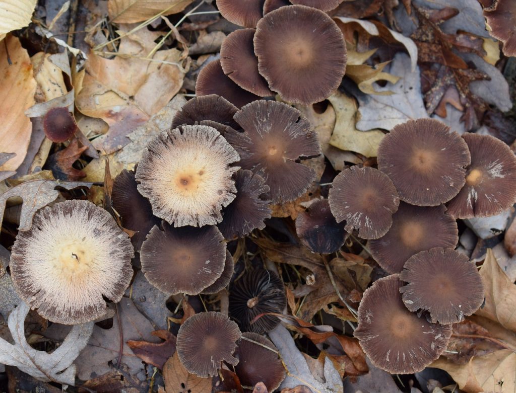Wild mushrooms have been confirmed to have caused the death of three people in Gippsland.