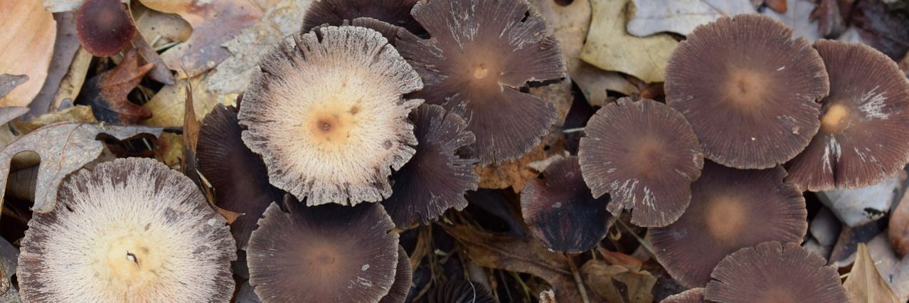 Wild mushrooms have been confirmed to have caused the death of three people in Gippsland.