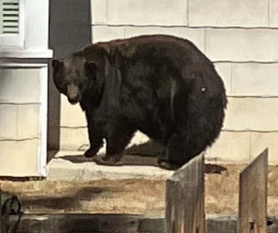 A bear known as 'Hank the tank' had been the subject of a bear-hunt in California.