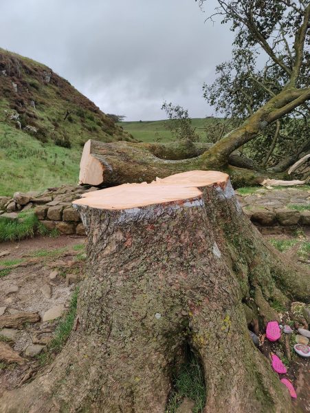 Photographs taken at the site showed the tree sawed at the base of the trunk, with the rest of it lying on its side.
