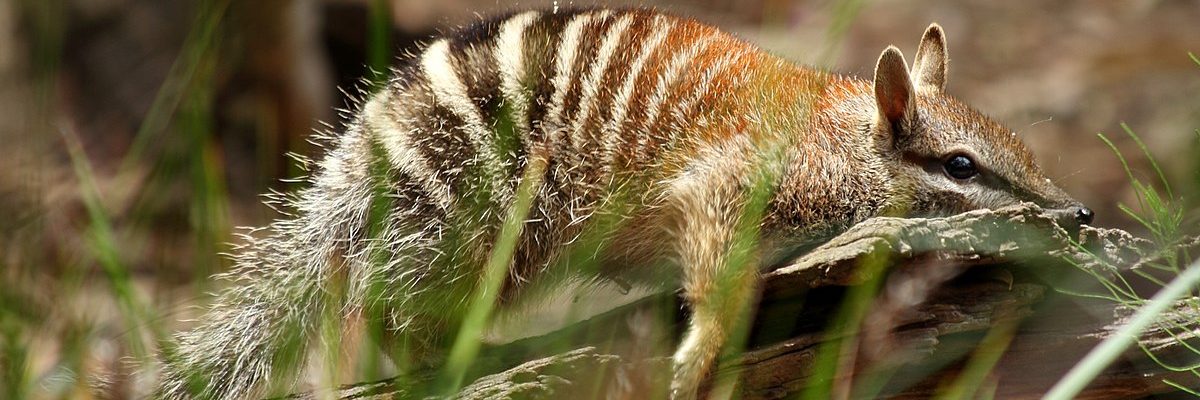 Numbats have been sighted in Eyre Peninsular after a reintroduction program a year ago.
