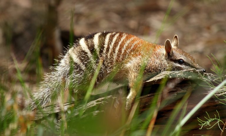 Numbats have been sighted in Eyre Peninsular after a reintroduction program a year ago.