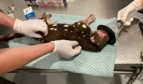 The Millicent Veterinary Clinic performed a health check on the spotted-tailed quoll.