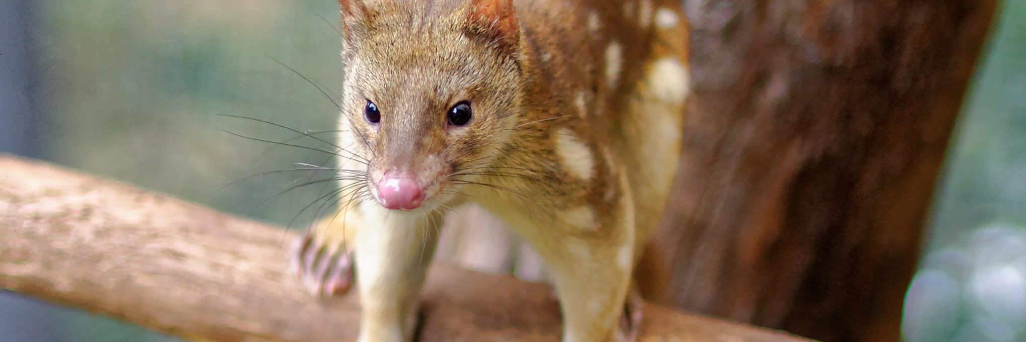 A farmer in South Australia has caught a rare spotted-tailed quoll after it attacked one of his chickens.