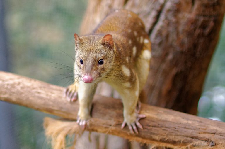 A farmer in South Australia has caught a rare spotted-tailed quoll after it attacked one of his chickens.