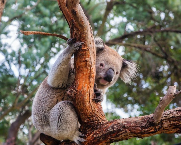 Close-up Photo of a Koala