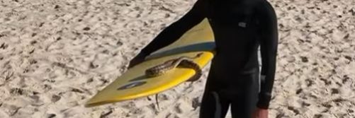 A pet snake carried on a surfboard by her owner on a Gold Coast beach.