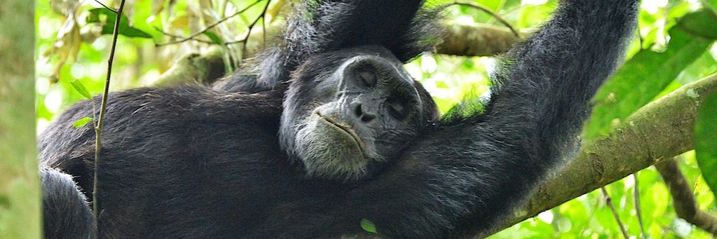 Hormonal changes very similar to menopause have been found in older female chimps in a Uganda national park.