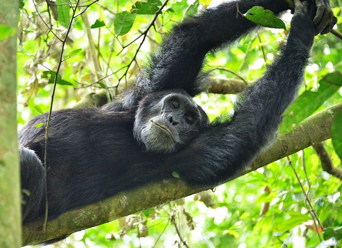 Hormonal changes very similar to menopause have been found in older female chimps in a Uganda national park.